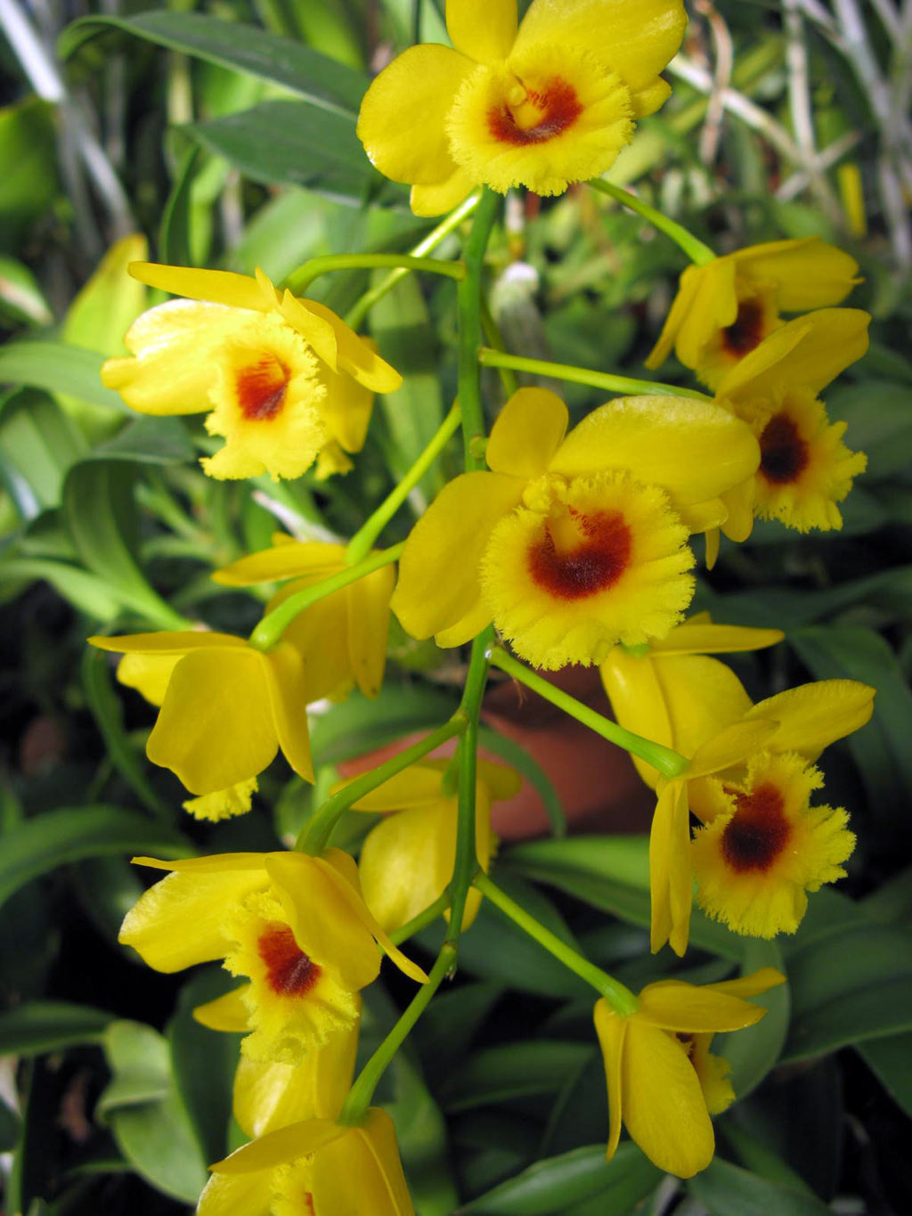 http://www.orchideenwlodarczyk.de/shop/catalog/images/dendrobium_chrysotoxum_suavissimum2_popup.jpg