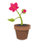 Pot-grown plant