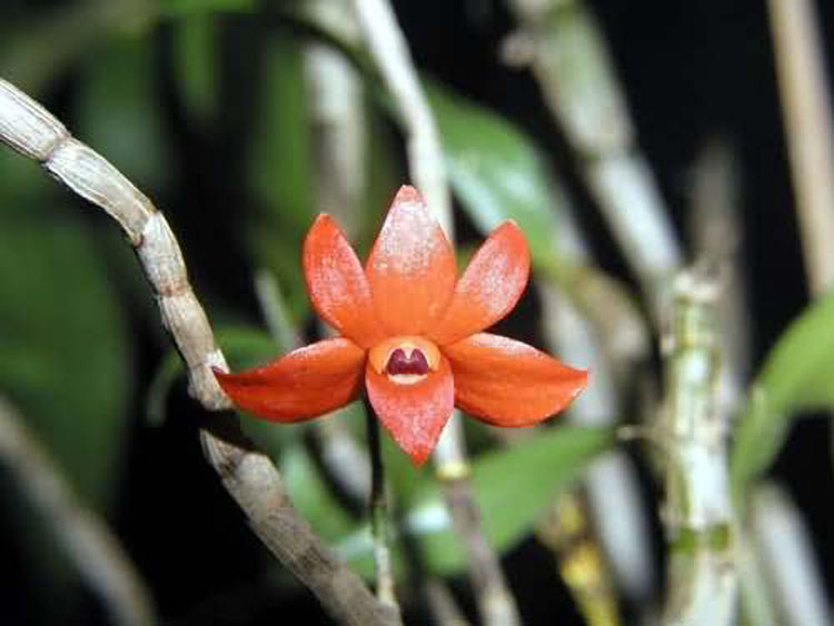 Dendrobium jakobsonii