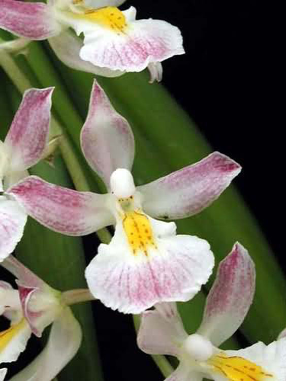 Rodriguesia sp. bolivia 3[2]