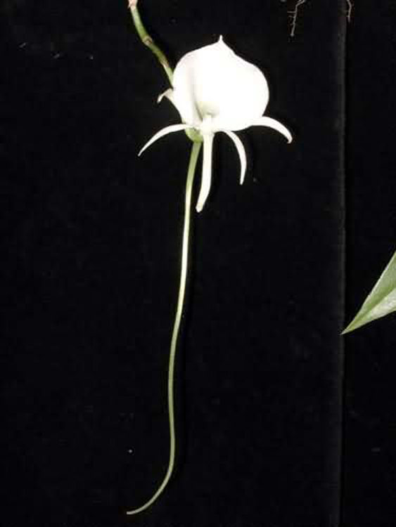 Angraecum scottianum 1