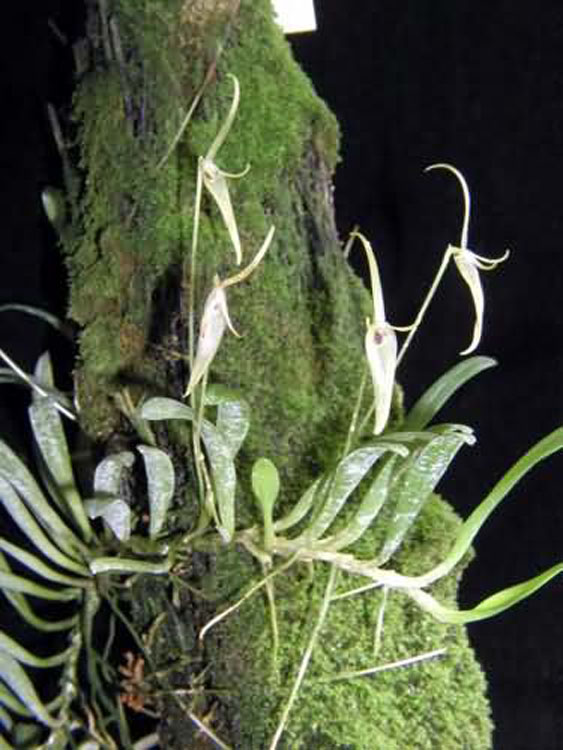 Barbosella cuculata