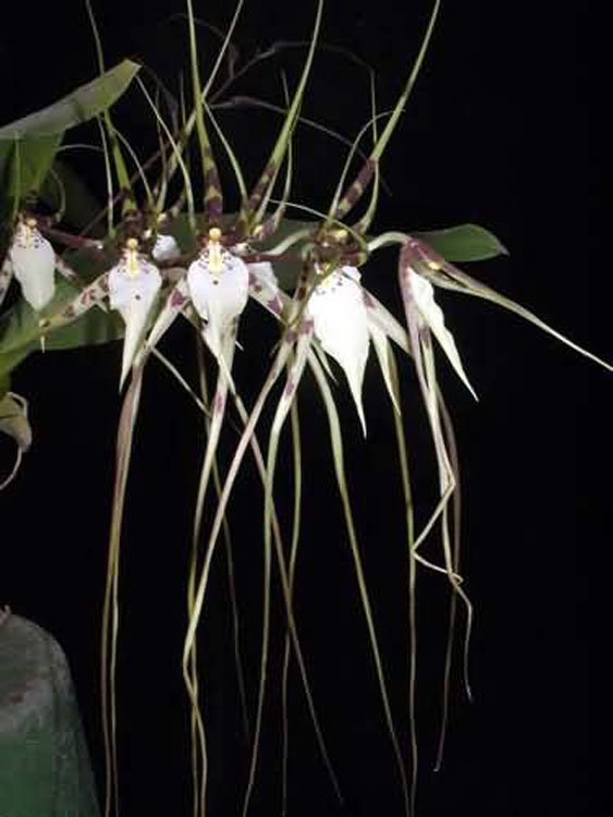 Brassia gireouldiana 1