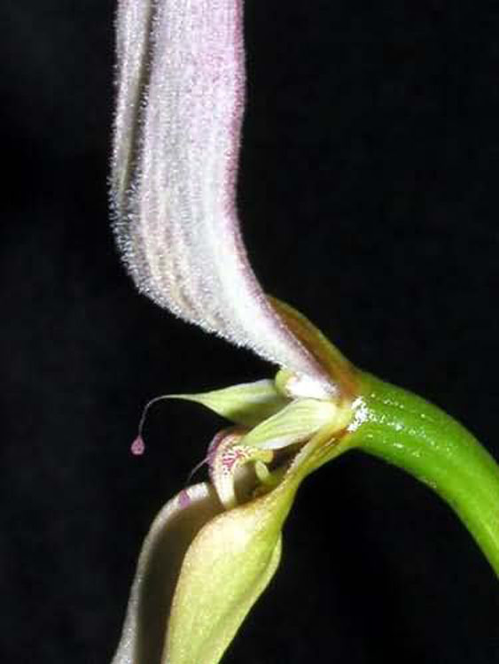 Bulbophyllum anteniferum 4