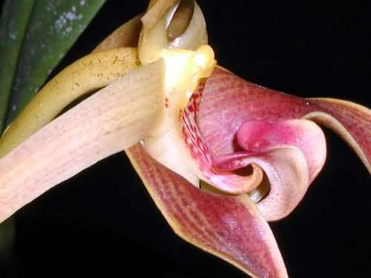 Bulbophyllum auriculatum garay 3