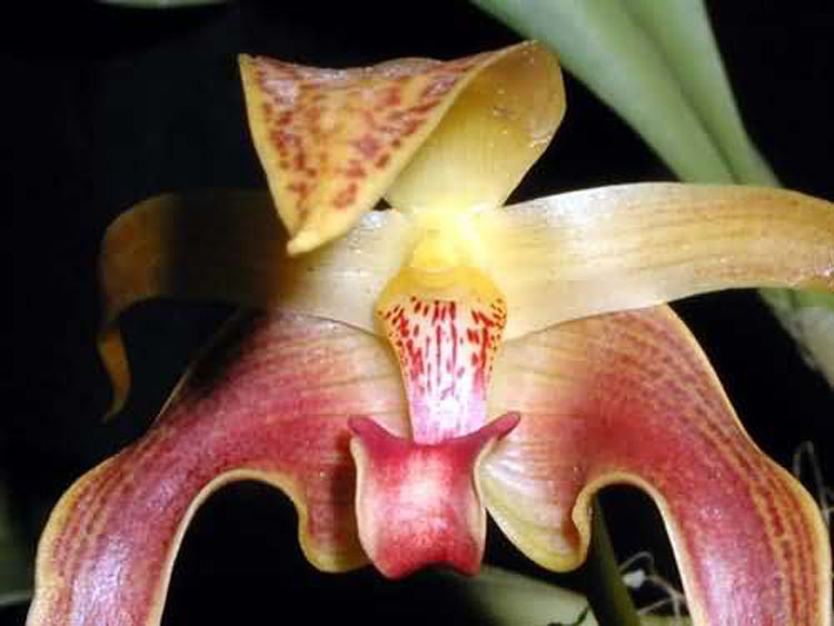 Bulbophyllum auriculatum garay 6