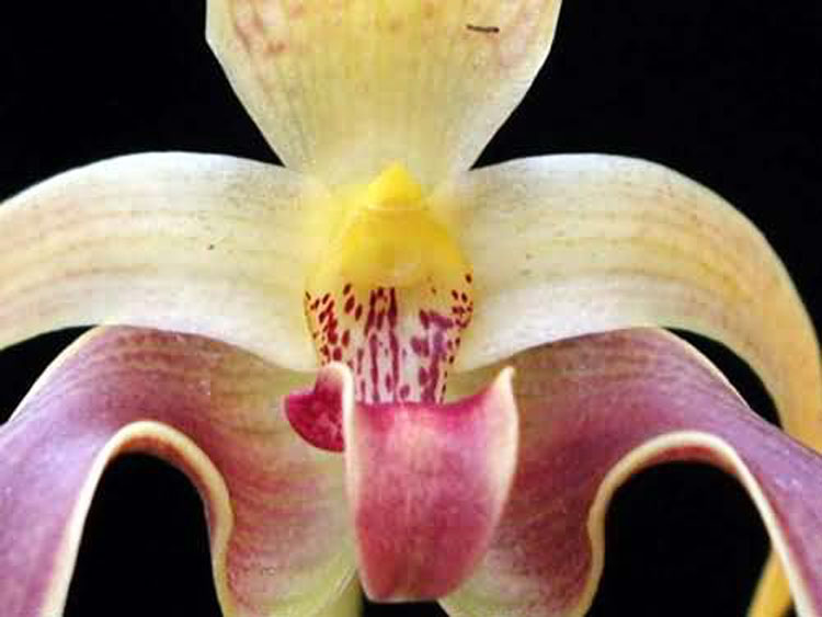 Bulbophyllum auriculatum garay 8
