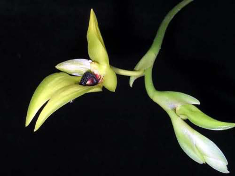 Bulbophyllum carunculatum garay 4
