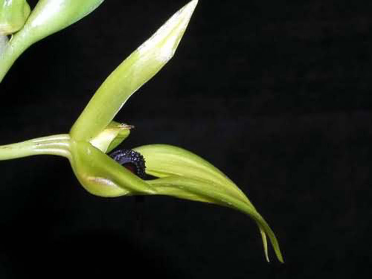 Bulbophyllum carunculatum garay 6