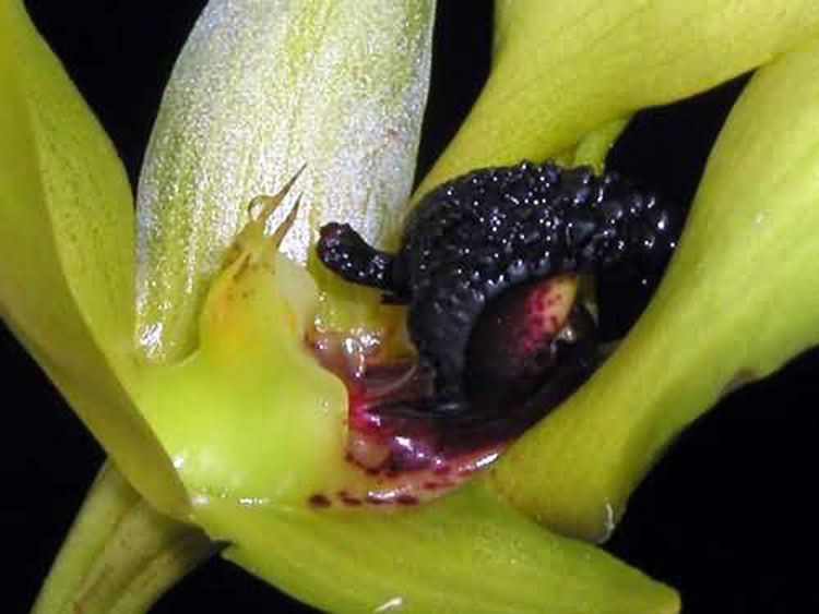 Bulbophyllum carunculatum garay 7