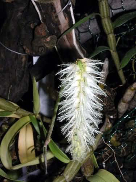 Bulbophyllum comosum 1