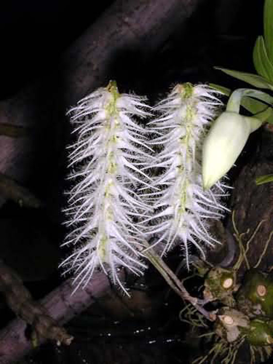 Bulbophyllum comosum