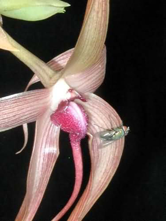 Bulbophyllum echinolabium 11