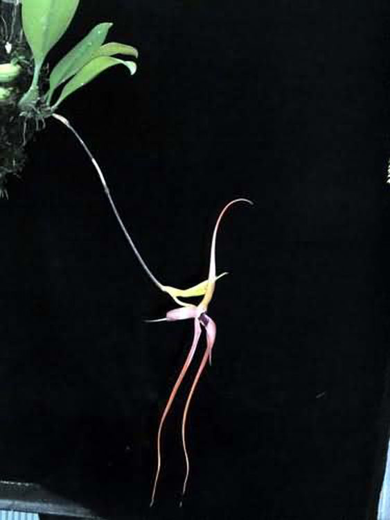 Bulbophyllum echinolabium 3