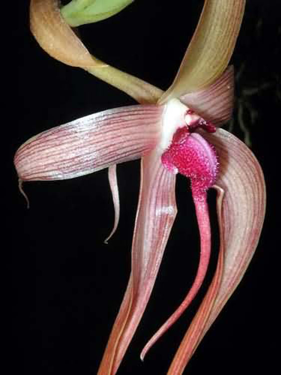 Bulbophyllum echinolabium 4