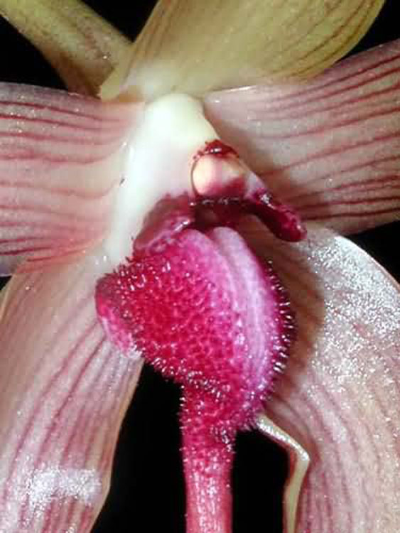 Bulbophyllum echinolabium 9