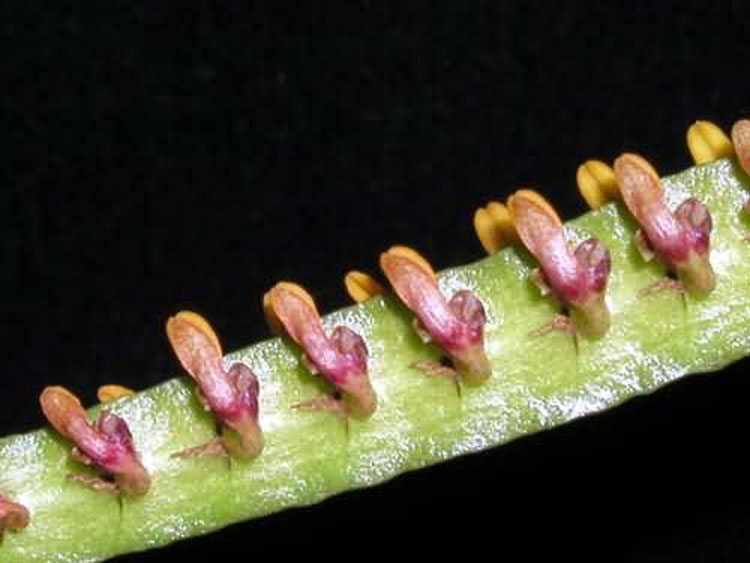 Bulbophyllum falcatum 1