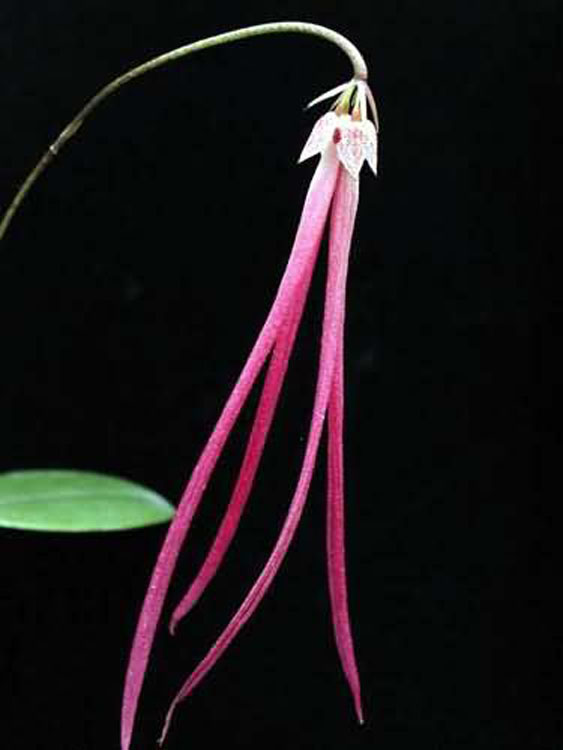 Bulbophyllum jacobsonii 3
