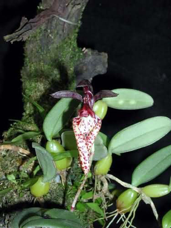 Bulbophyllum lasiochillum 1