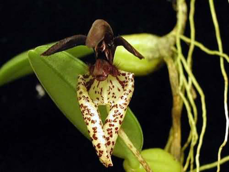 Bulbophyllum lasiochillum