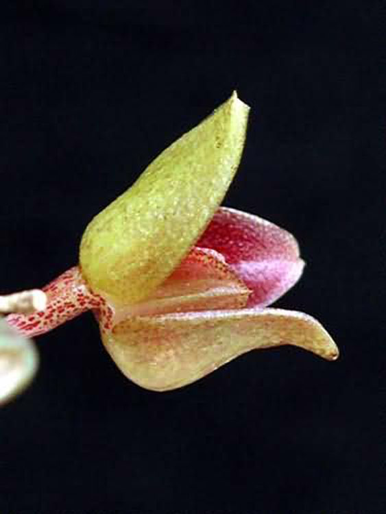 Bulbophyllum leopardinum 1