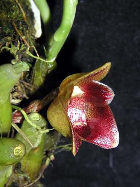 Bulbophyllum leopardinum 2