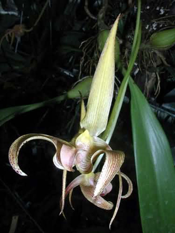 Bulbophyllum lobbii var. colosseum ridl.