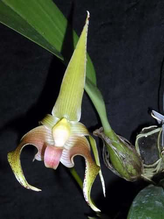 Bulbophyllum lobbii var. colosseum ridl.1