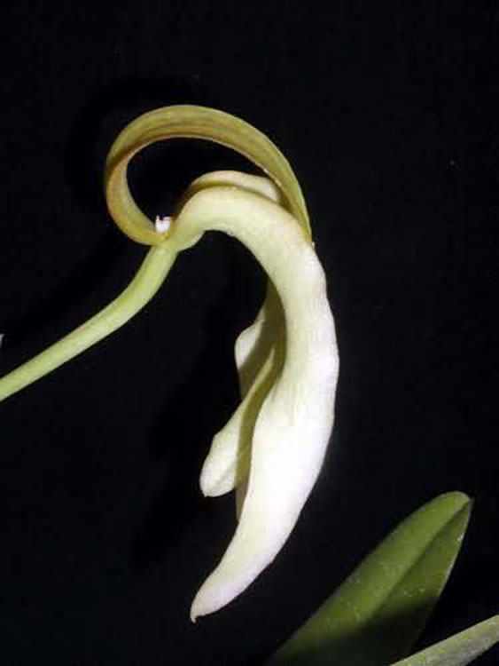 Bulbophyllum micholitzii 5