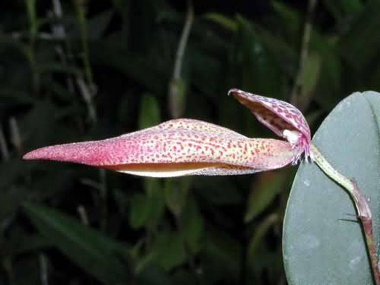 Bulbophyllum mirum 2