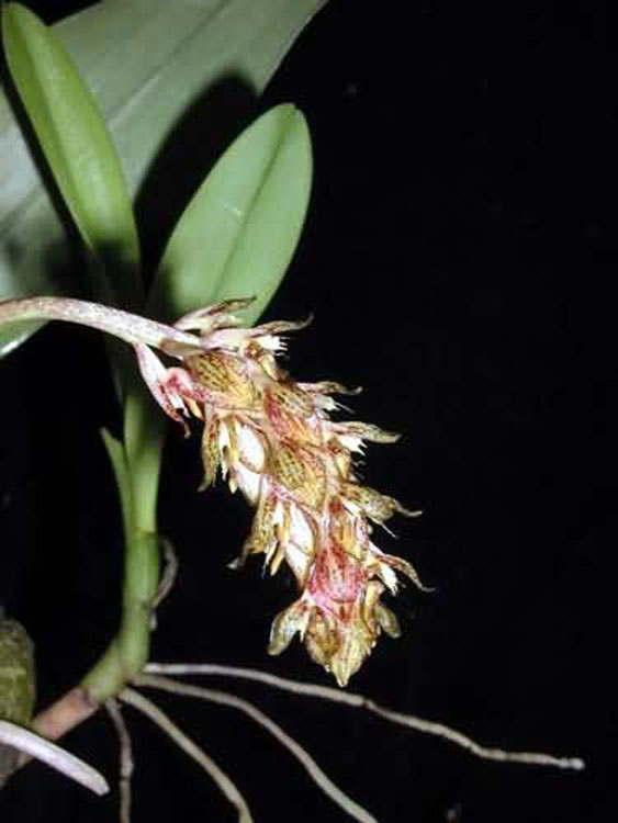 Bulbophyllum morphologlorum