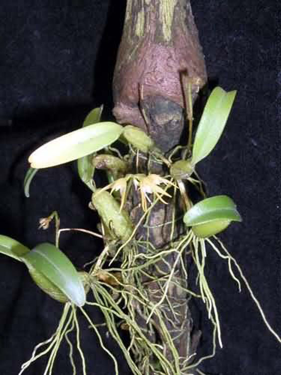 Bulbophyllum ovatum 3