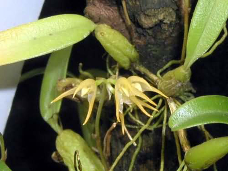 Bulbophyllum ovatum