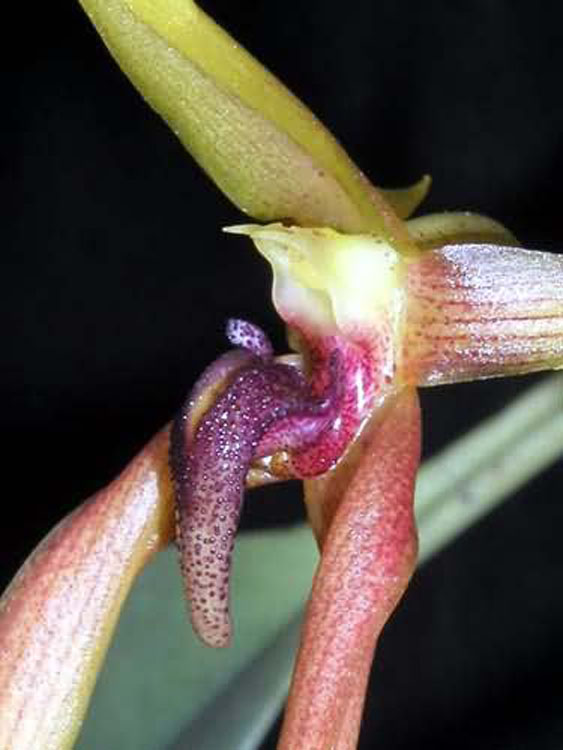 Bulbophyllum papulosum garay 3