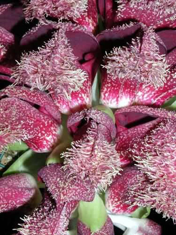 Bulbophyllum phalaenopsis 2