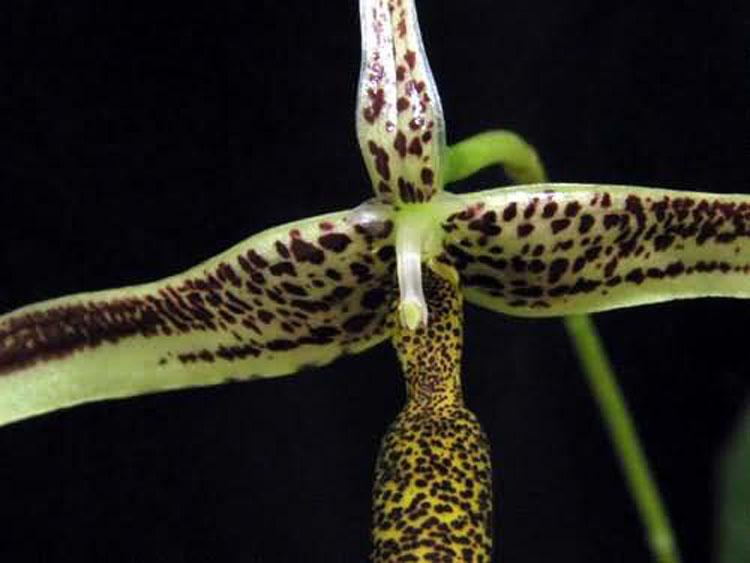 Bulbophyllum pulchrum schltr. 1