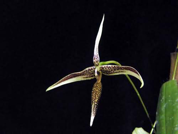 Bulbophyllum pulchrum schltr.