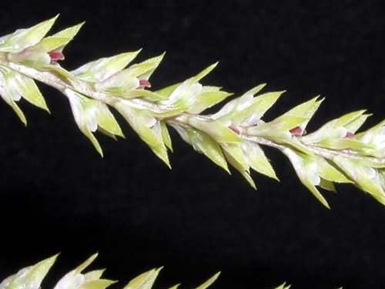 Bulbophyllum pumilum 2