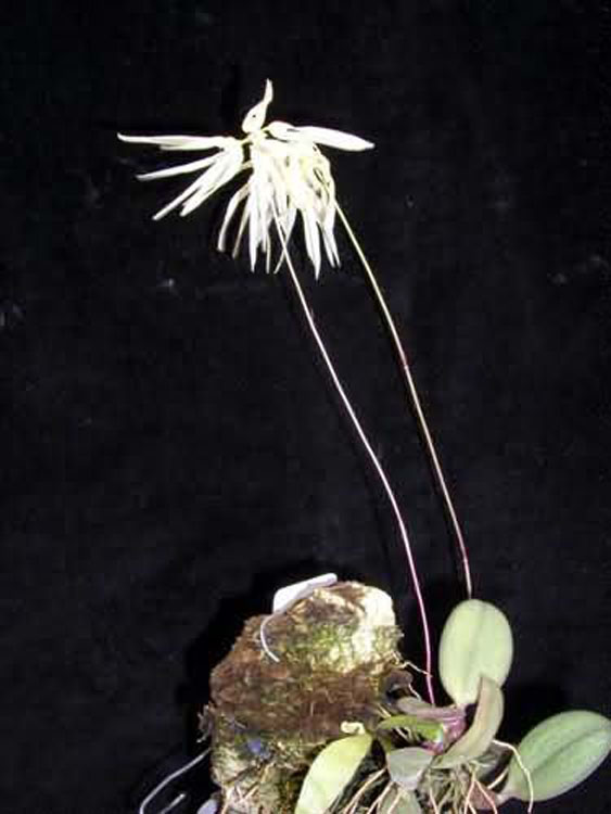 Bulbophyllum purpurascens 2