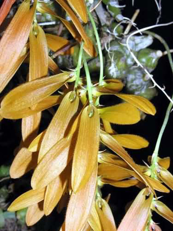 Bulbophyllum refractum 5