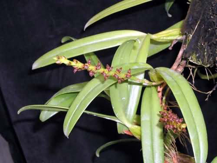 Bulbophyllum sectiom ploiarum 3