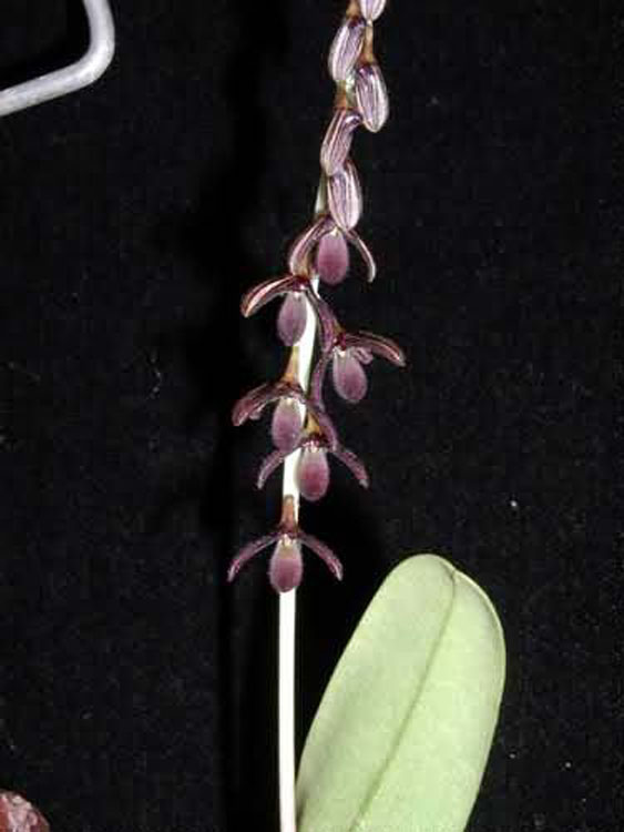 Bulbophyllum secundum