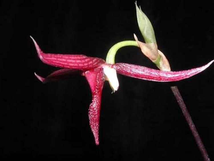 Bulbophyllum serra 1