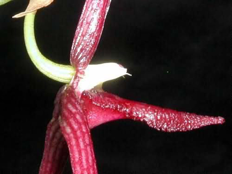 Bulbophyllum serra 2