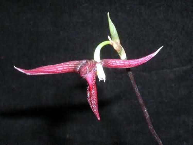 Bulbophyllum serra