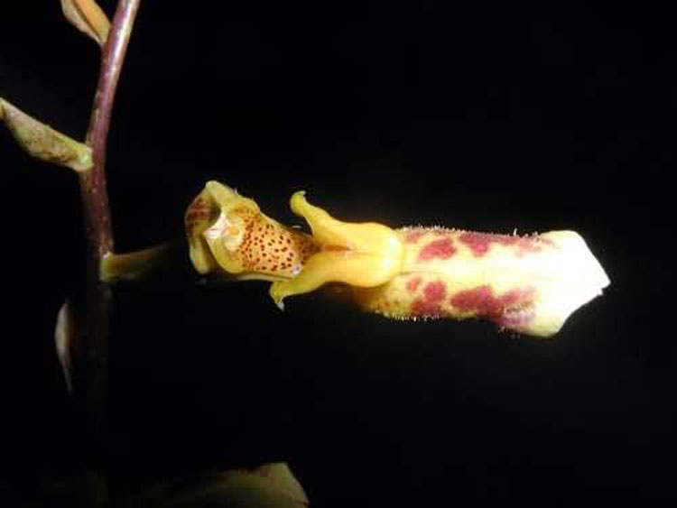 Bulbophyllum sp thailand 23