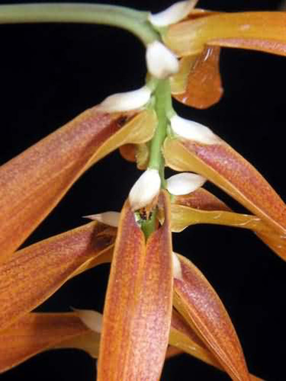 Bulbophyllum tripudians 1