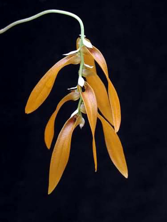 Bulbophyllum tripudians 6
