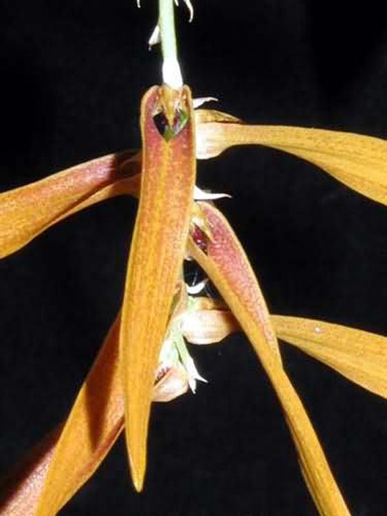 Bulbophyllum walichii