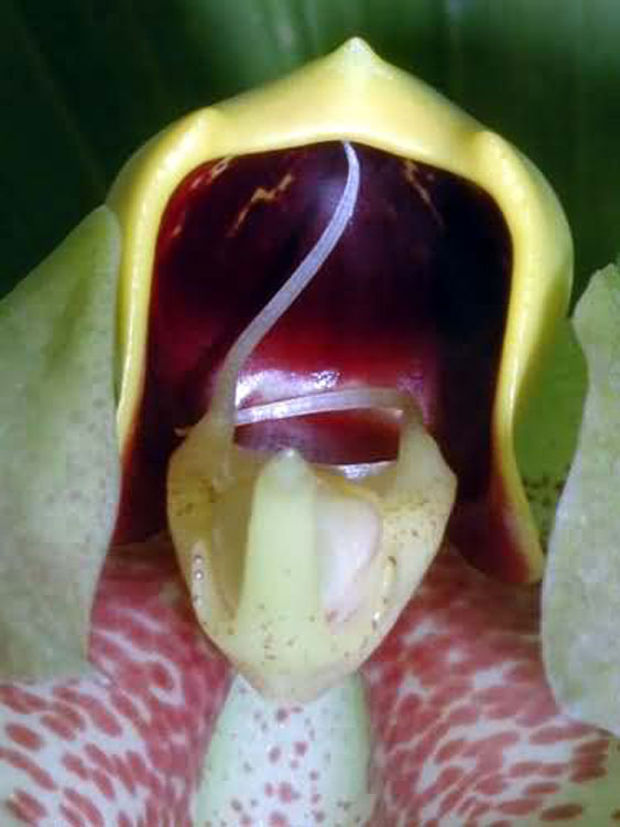 Catasetum macrocarpum male 14